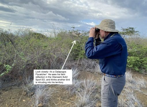 Man using the Sport ED 8x42, Look closely- it's a Galapagos Flycatcher! He sees his faint reflection in the Oberwerk 8x42 Sport ED, and thinks another bird is intruding into his territory